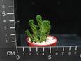 Sedum lorenzoi