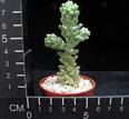 Sedum burrito
