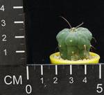 Submatucana madisoniorum