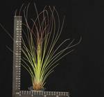 Tillandsia juncifolia
