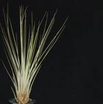 Tillandsia juncea