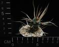 Tephrocactus articulatus v.papyracanthus