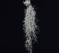 Tillandsia usneoides