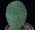 Trichocaulon cactiformis