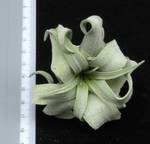 Tillandsia streptophyla R