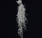 Tillandsia usneoides