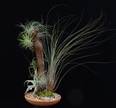 Tillandsia trta6