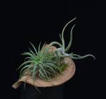 Tillandsia suhi plod2