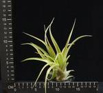 Tillandsia velutina