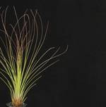 Tillandsia juncifolia