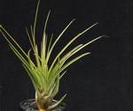 Tillandsia melanocrater