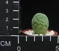 Trichocaulon cactiformis