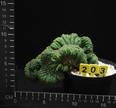 Trichocereus pachanoi cristata