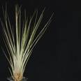 Tillandsia juncea