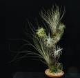 Tillandsia trta10