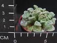 Titanopsis fulleri