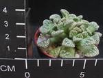 Titanopsis fulleri