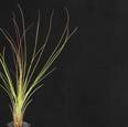 Tillandsia juncifolia