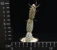 Tephrocactus articulatus v- inermis