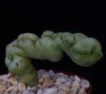 Trichocaulon cactiformis