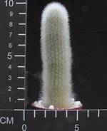 http://www.rare-exotic-plants.com/typo3temp/pics/T_3fbb68fd63.jpg