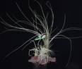 Tillandsia glina3d