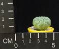 Trichocaulon dinteri