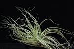 Tillandsia matudae