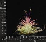 Tillandsia ionantha rubra