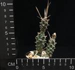 Tephrocactus articulatus strobiliformis