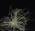 Tillandsia argentea
