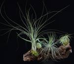 Tillandsia hlod3d