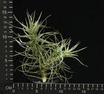 Tillandsia aeranthos