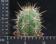 Trichocereus chilensis