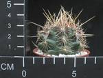Thelocactus bicolor