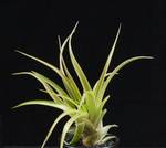 Tillandsia velutina