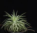 Tillandsia ionantha