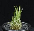Tillandsia ionantha scaposa