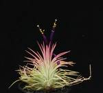Tillandsia ionantha rubra