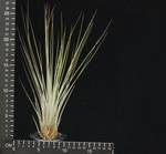 Tillandsia juncea