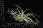 Tillandsia matudae