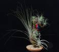 Tillandsia trta6d