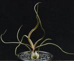 Tillandsia bulbosa