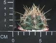 Thelocactus bicolor
