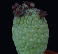 Trichocaulon cactiformis