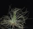 Tillandsia argentea