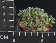 Titanopsis primosii