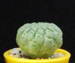 Trichocaulon dinteri