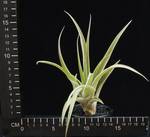 Tillandsia capitata