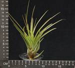 Tillandsia melanocrater